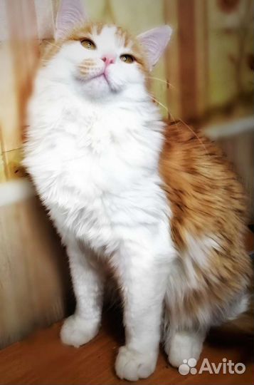 Мартин рыжее солнышко, ищет дом