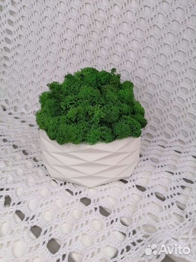 Композиция из мха