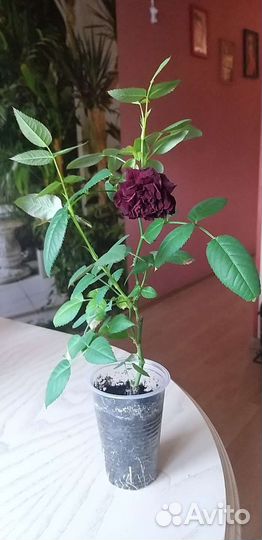 Укорененные черенки розы комнатной. Роза