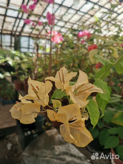 Бугенвиллия