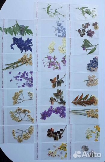 Гербарий сухие цветы декор для творчества