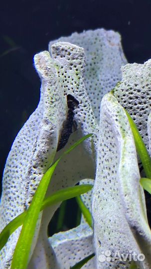 Сомики анциструсы