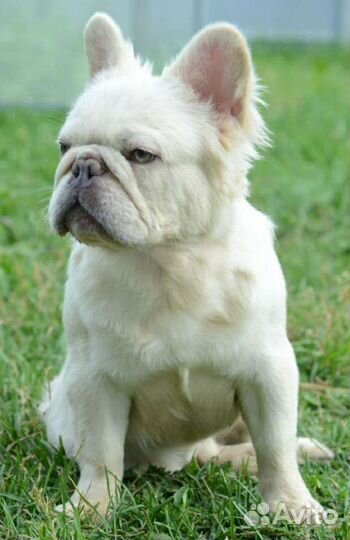 Французский бульдог флаффи вязка