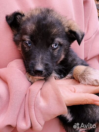 Щенок бесплатно