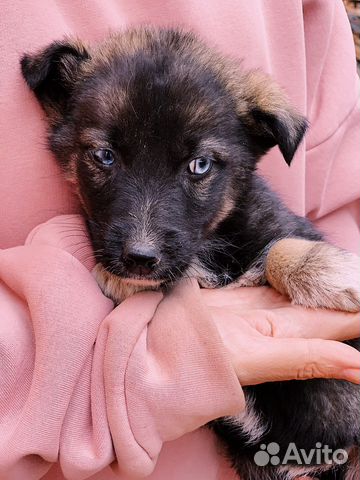 Щенок бесплатно