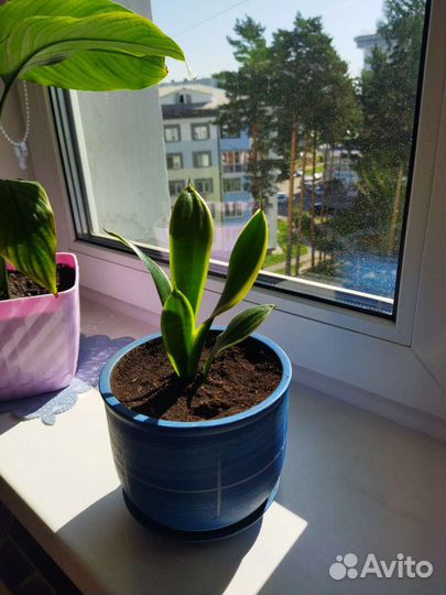 Сансевиерия сортовая