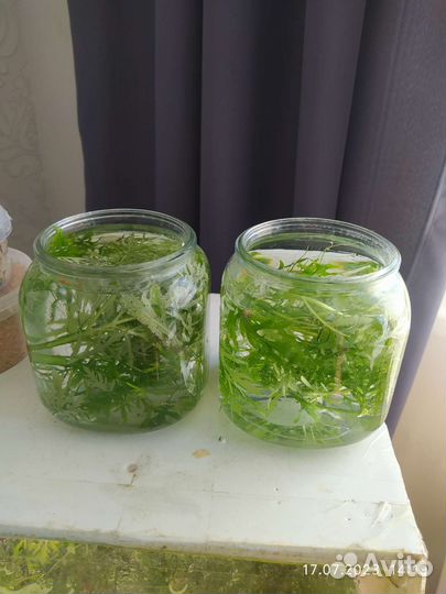 Отдам прополку роголистник, гигрофила, валлиснерия