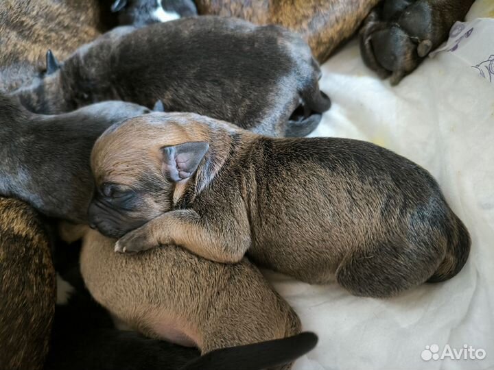 Питбуль щенки