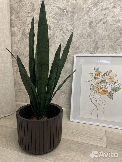 Сансевиерия щучий хвост