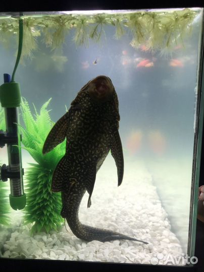 Сомик парчевый