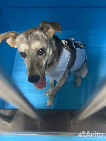 Собака из приюта ищет дом