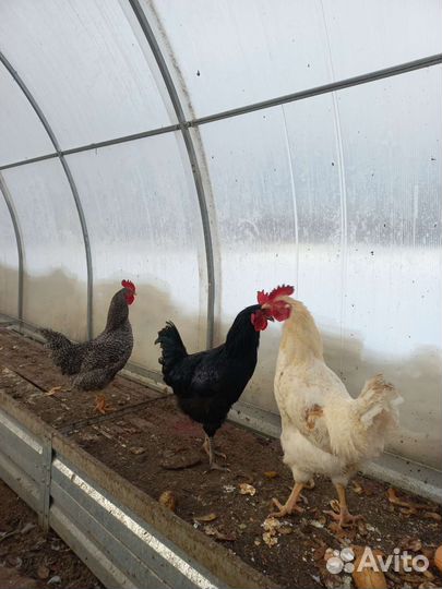 Молодые петухи