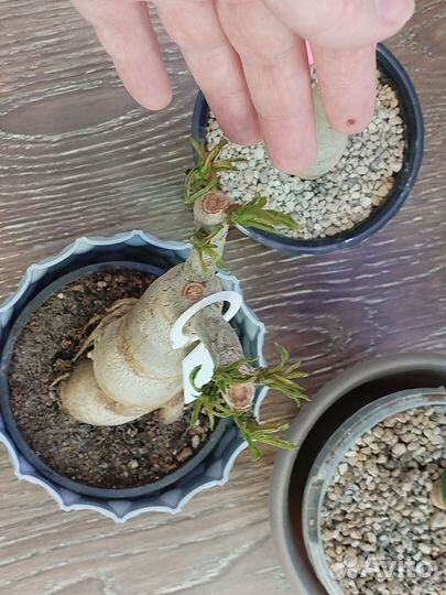 Адениумы набором