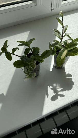 Традесканция