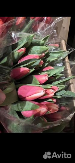 Тюльпаны к 8 марта розница