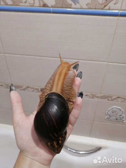 Улитки ахатины иммакулята бесплатно