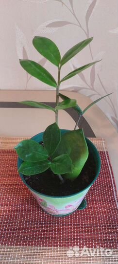 Замиокулькас