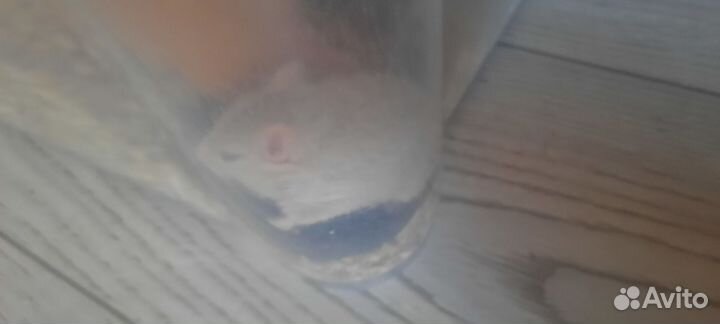 Бесплатно песчанки