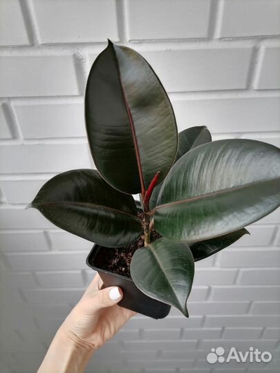 Фикус Чёрный принц
