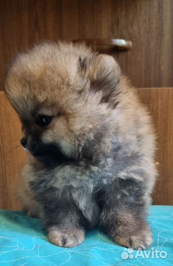 Щенки померанского шпица
