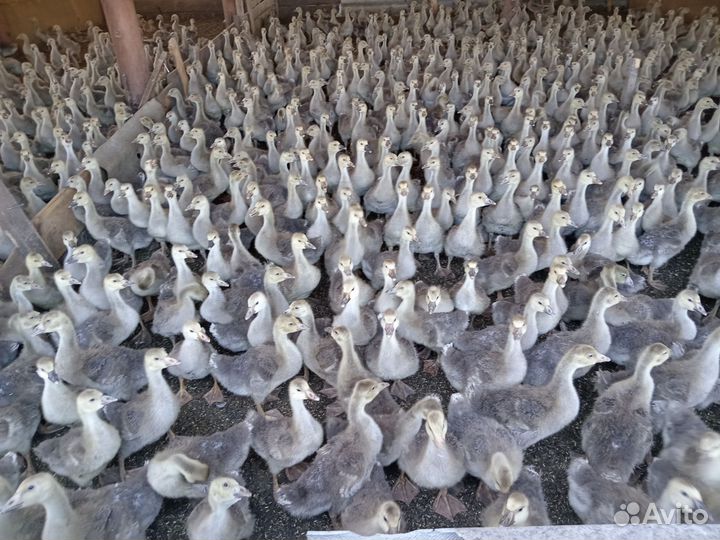 Утята Агидель