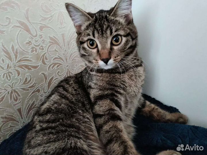 Кошка в дар бесплатно