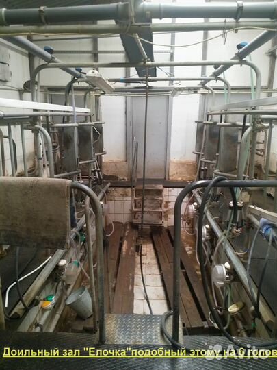 Доильный зал Елочка