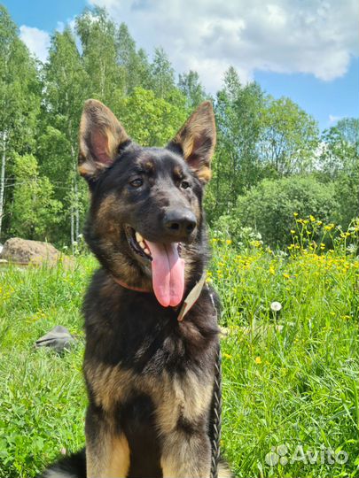 Подрощенные девочки немецкой овчарки