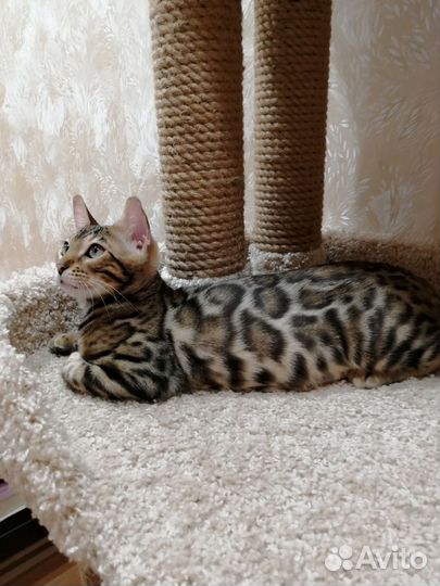 Бенгальская