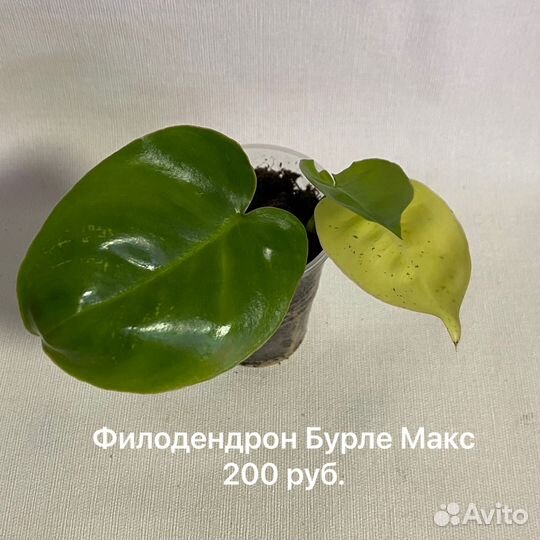Филодендроны