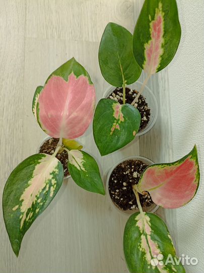 Аглаонема Чайна Рэд тай