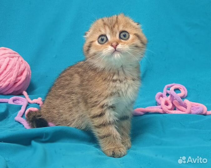 Шикарные Шотландцы