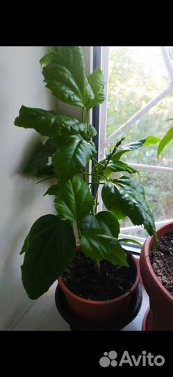 Гибискус (китайская роза) отводки