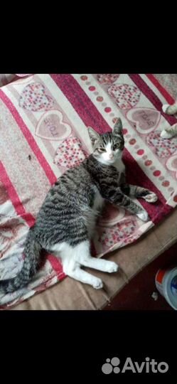 Отдам двух котов