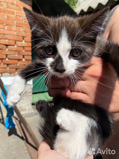 Котенок в добрые руки