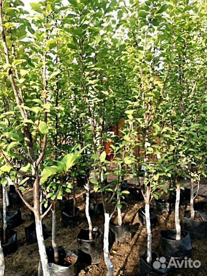 Саженцы вишня Шоколадница