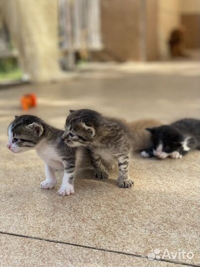 Котята в добрые руки