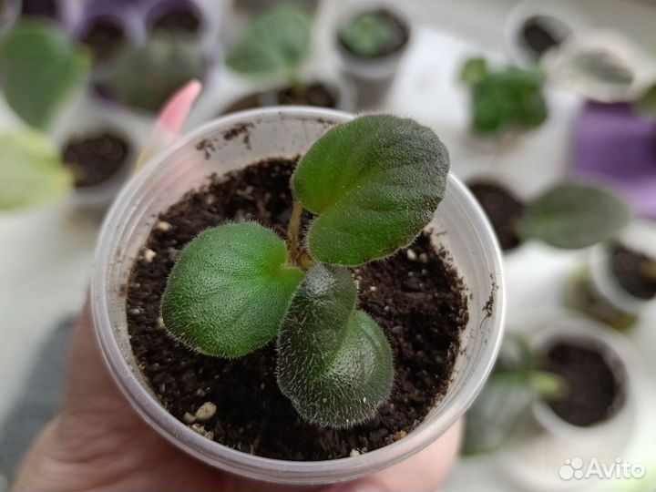 Детки фиалок