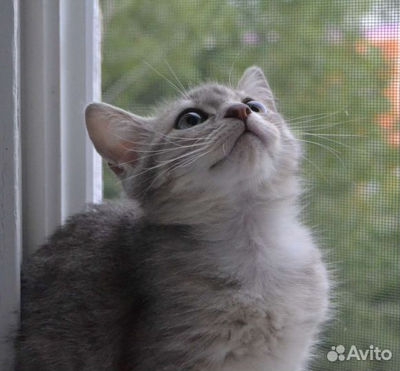 Котенок мальчик