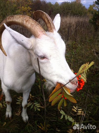Козье молоко,творог и куриное яйцо