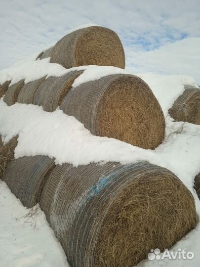Сено в рулонах (из многолетних трав)