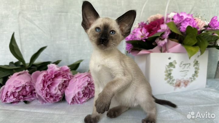 Ориентальные котята
