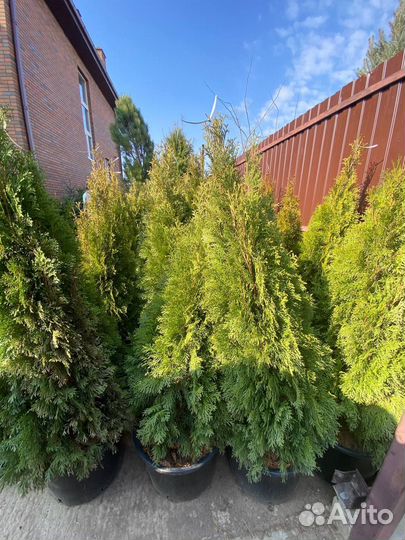 Питомник растений