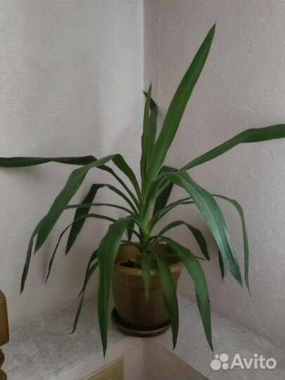 Комнатные цветы юкка