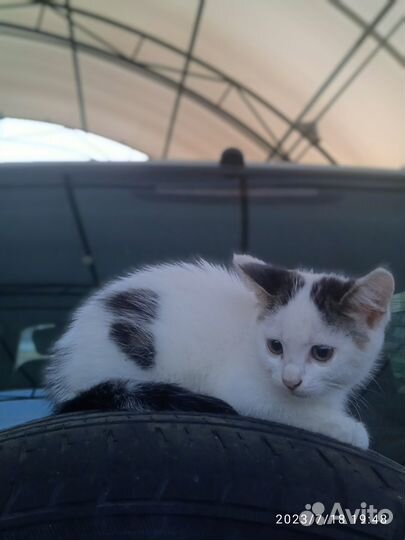 Отдам кота в добрые руки