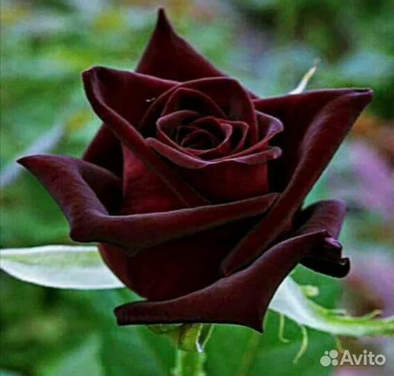 Кустовые розы саженцы принимаю заказы