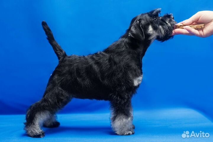 Цвергшнауцер щенки