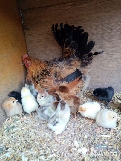 Клушка с цыплятами