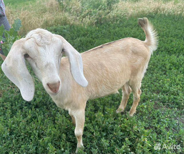 Коза нубийская
