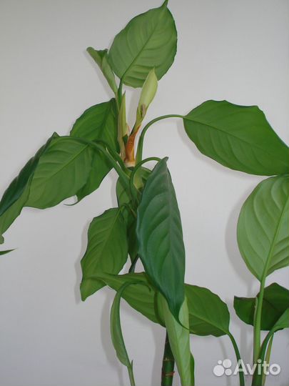 Домашние растения